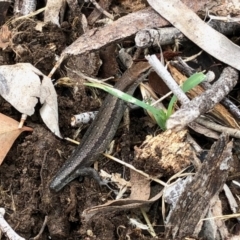 Lampropholis guichenoti (Common Garden Skink) at Aranda, ACT - 11 Jan 2022 by KMcCue