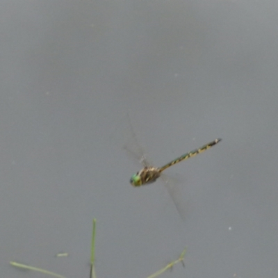 Hemicordulia australiae (Australian Emerald) at Boro, NSW - 11 Jan 2022 by Paul4K