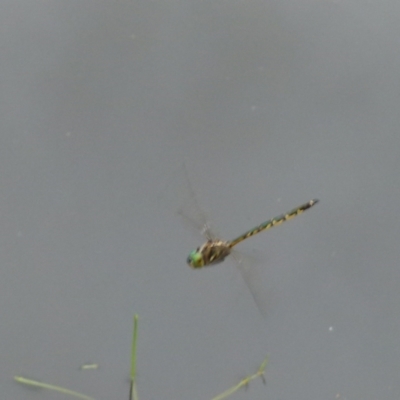 Hemicordulia australiae (Australian Emerald) at Boro, NSW - 10 Jan 2022 by Paul4K