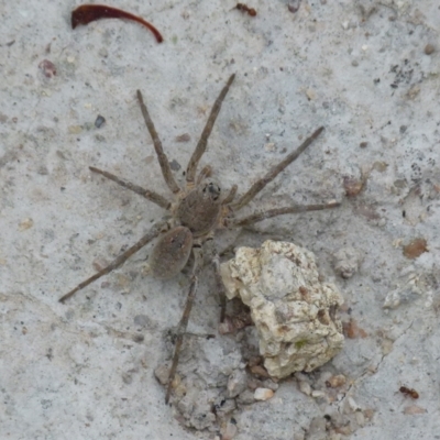 Portacosa cinerea (Grey wolf spider) at Boro, NSW - 11 Jan 2022 by Paul4K