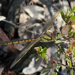 Hemicordulia tau (Tau Emerald) at Fentons Creek, VIC - 11 Jan 2022 by KL