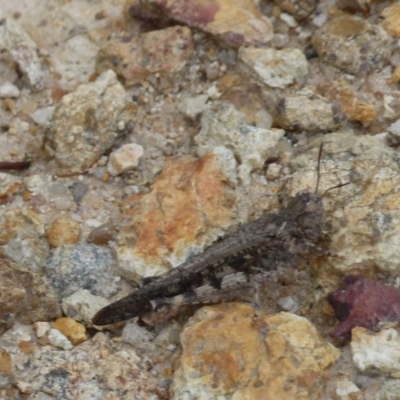 Cryptobothrus chrysophorus (Golden Bandwing) at Boro, NSW - 11 Jan 2022 by Paul4K