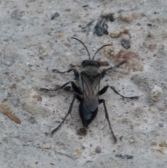 Pison sp. (genus) (Black mud-dauber wasp) at Boro, NSW - 10 Jan 2022 by Paul4K