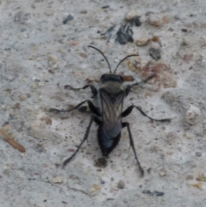 Pison sp. (genus) at Boro, NSW - suppressed