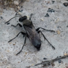 Pison sp. (genus) at Boro, NSW - suppressed