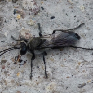 Pison sp. (genus) at Boro, NSW - suppressed