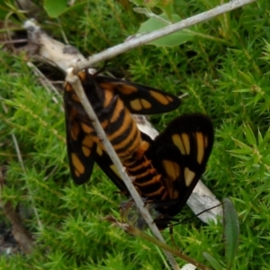 Amata (genus) at Boro, NSW - 11 Jan 2022