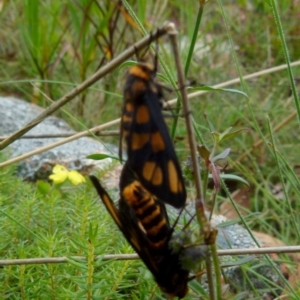 Amata (genus) at Boro, NSW - 11 Jan 2022