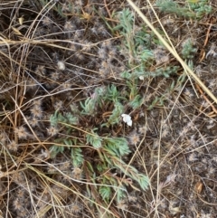 Maireana enchylaenoides at suppressed - suppressed