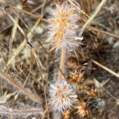 Unidentified Pea at Fentons Creek, VIC - 10 Jan 2022 by KL