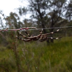 Backobourkia (genus) (An orb weaver) at Boro, NSW - 11 Jan 2022 by Paul4K