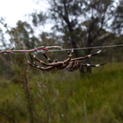 Backobourkia (genus) (An orb weaver) at Boro, NSW - 11 Jan 2022 by Paul4K