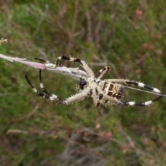 Backobourkia sp. (genus) at Boro, NSW - 11 Jan 2022