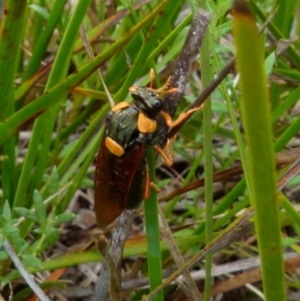 Perga sp. (genus) at Boro, NSW - 11 Jan 2022