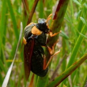 Perga sp. (genus) at Boro, NSW - 11 Jan 2022