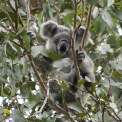 Phascolarctos cinereus (Koala) at Lawnton, QLD - 28 Apr 2007 by AlisonMilton