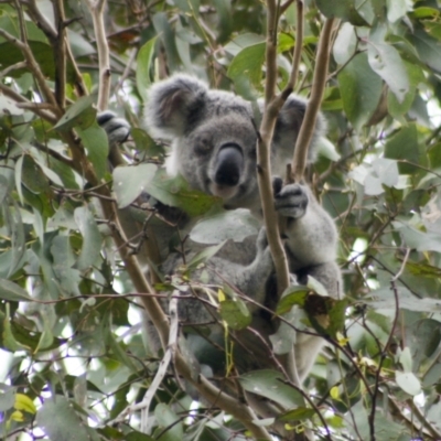 Phascolarctos cinereus (Koala) at Lawnton, QLD - 28 Apr 2007 by AlisonMilton