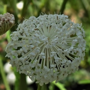 Trachymene composita var. composita at Tennent, ACT - 10 Jan 2022