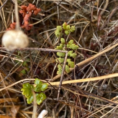 Cheilanthes sp. at Fentons Creek, VIC - 11 Jan 2022 by KL