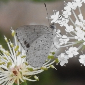 Erina hyacinthina at Tennent, ACT - 10 Jan 2022 02:23 PM