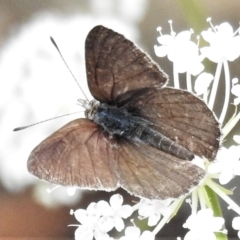 Erina hyacinthina at Tennent, ACT - 10 Jan 2022 02:23 PM