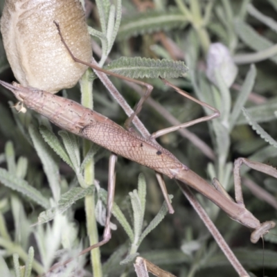 Archimantis sp. (genus) (Large Brown Mantis) at Higgins, ACT - 11 Jan 2022 by AlisonMilton