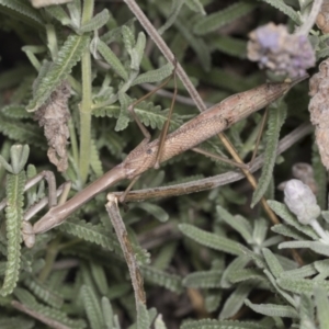 Archimantis sp. (genus) at Higgins, ACT - 11 Jan 2022