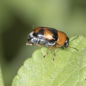 Aporocera sp. (genus) at Higgins, ACT - 9 Jan 2022 12:23 PM