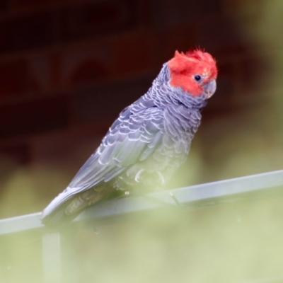 Callocephalon fimbriatum (Gang-gang Cockatoo) at Hughes, ACT - 11 Jan 2022 by LisaH