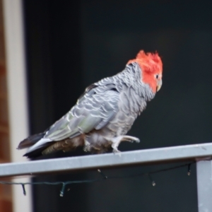 Callocephalon fimbriatum at Hughes, ACT - 11 Jan 2022