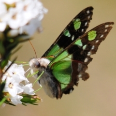 Graphium macleayanum (Macleay's Swallowtail) at Cotter River, ACT - 30 Dec 2021 by Harrisi