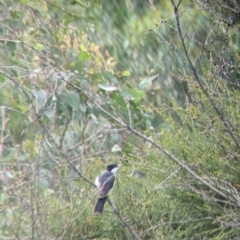 Myiagra inquieta (Restless Flycatcher) at Table Top, NSW - 11 Jan 2022 by Darcy