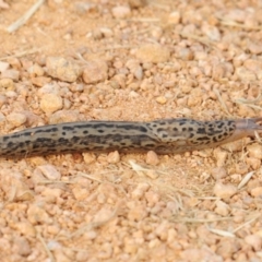 Limax maximus (Leopard Slug, Great Grey Slug) at Jerrabomberra Wetlands - 10 Jan 2022 by Harrisi