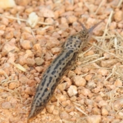 Limax maximus at Fyshwick, ACT - 11 Jan 2022