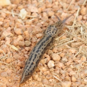 Limax maximus at Fyshwick, ACT - 11 Jan 2022