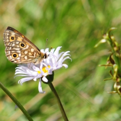 Oreixenica orichora (Spotted Alpine Xenica) at Cotter River, ACT - 30 Dec 2021 by Harrisi