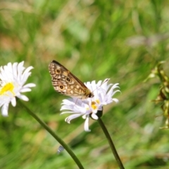 Oreixenica orichora at Cotter River, ACT - 31 Dec 2021