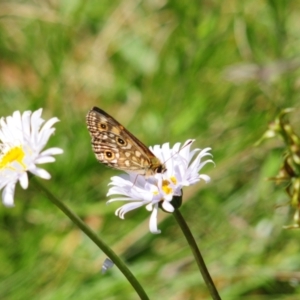 Oreixenica orichora at Cotter River, ACT - 31 Dec 2021