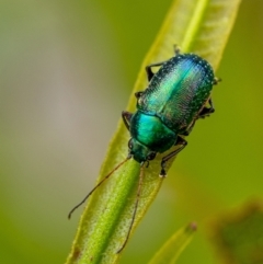 Ellopidia sp. (genus) (Leaf Beetle) at Penrose, NSW - 28 Dec 2021 by Aussiegall