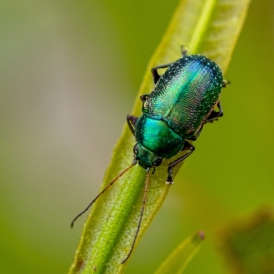 Ellopidia sp. (genus) (Leaf Beetle) at Penrose, NSW - 28 Dec 2021 by Aussiegall