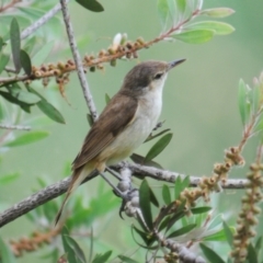 Acrocephalus australis (Australian Reed-Warbler) at Fyshwick, ACT - 11 Jan 2022 by Harrisi