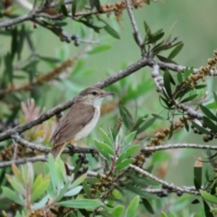 Acrocephalus australis at Fyshwick, ACT - 11 Jan 2022 07:10 AM