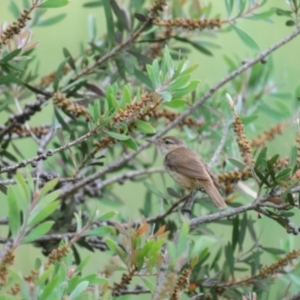 Acrocephalus australis at Fyshwick, ACT - 11 Jan 2022 07:10 AM