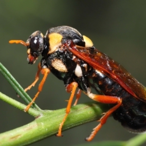 Perga dorsalis at Acton, ACT - 9 Jan 2022 01:50 PM