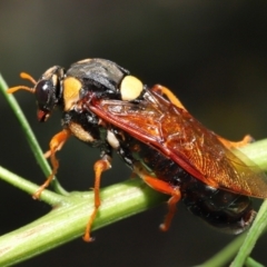 Perga dorsalis at Acton, ACT - 9 Jan 2022 01:50 PM