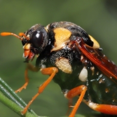 Perga dorsalis at Acton, ACT - 9 Jan 2022 01:50 PM