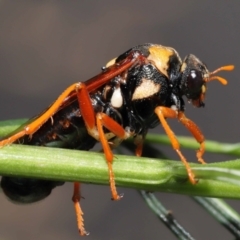 Perga dorsalis at Acton, ACT - 9 Jan 2022 01:50 PM