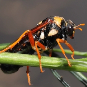 Perga dorsalis at Acton, ACT - 9 Jan 2022 01:50 PM