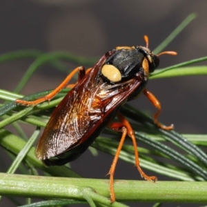 Perga dorsalis at Acton, ACT - 9 Jan 2022 01:50 PM