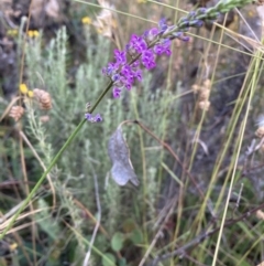 Cullen tenax (Tough Scurf-Pea) at Watson, ACT - 11 Jan 2022 by waltraud